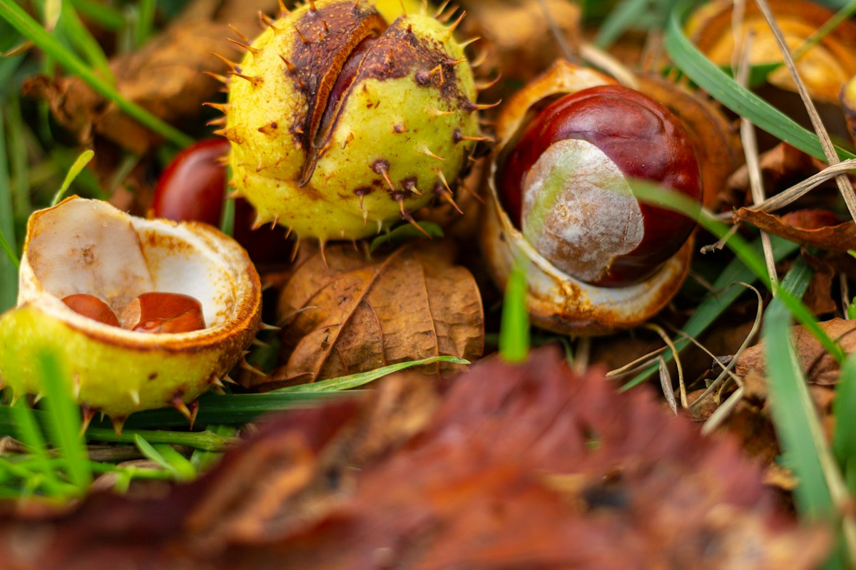 Infusiones y extractos